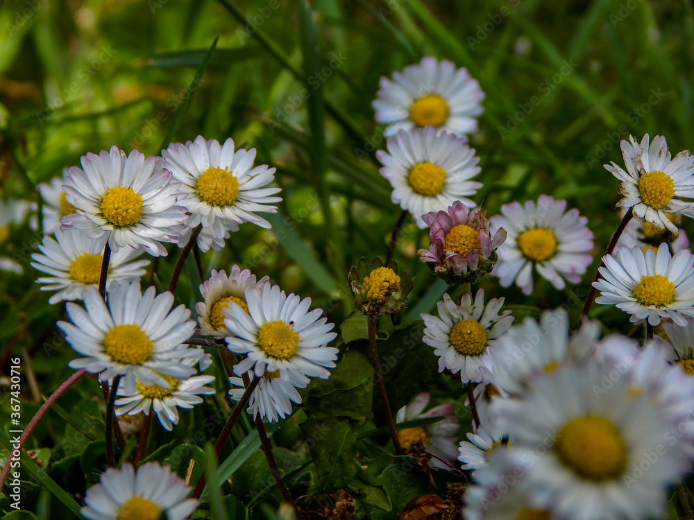 Fototapeta premium daisies in the garden