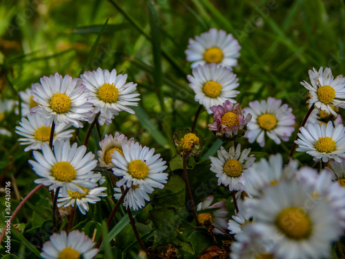 daisies in the garden