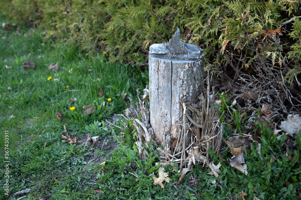 Obraz premium Tree stump surrounded by grass