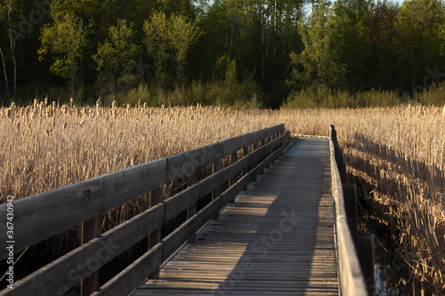 Wooden boardwalk through a Canadian bog. There are a lot of shadows casted by the hard sun light. 