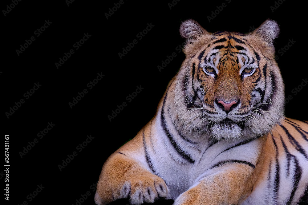 Obraz premium Tiger on a black background
