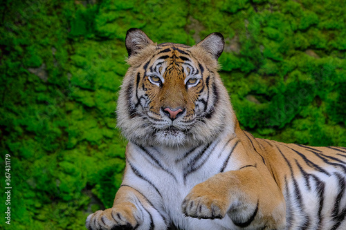 A tiger on a green moss background