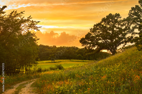 Orange sunset over wild flower field with country dirt road winding through the photo