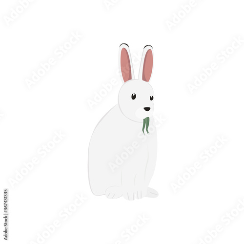 Arctic Hare Illustration