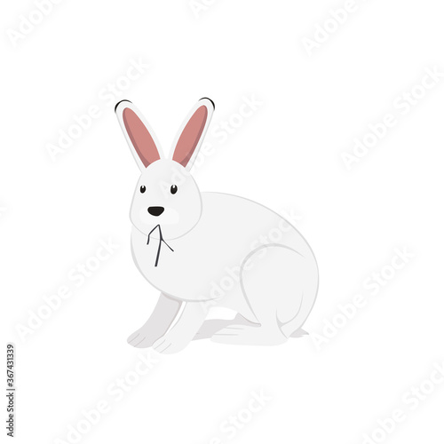 Arctic Hare Illustration