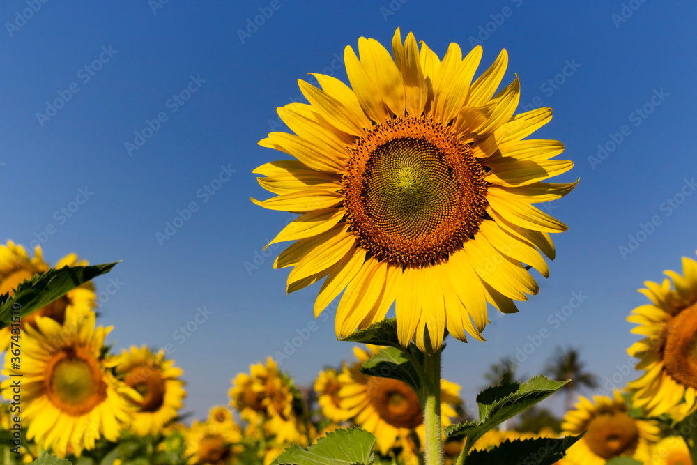 Sunflower field with the blue sky background Sunflower field with the blue sky background