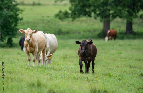 Black calf walking up hill toward camera