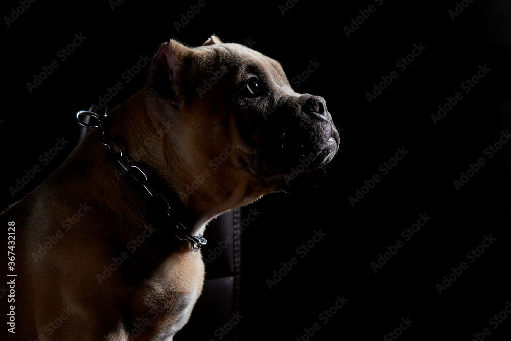 Mirada de cachorro american bully con una luz tenue y el fondo negro