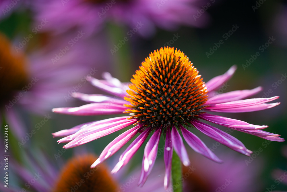 close-up of purple coneflowers (echinacea) in full bloom close-up of purple coneflowers (echinacea) in full bloom