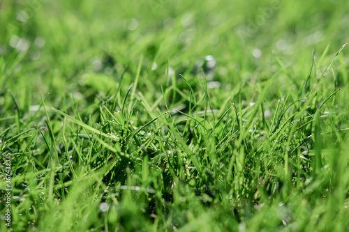 Green grass surface.