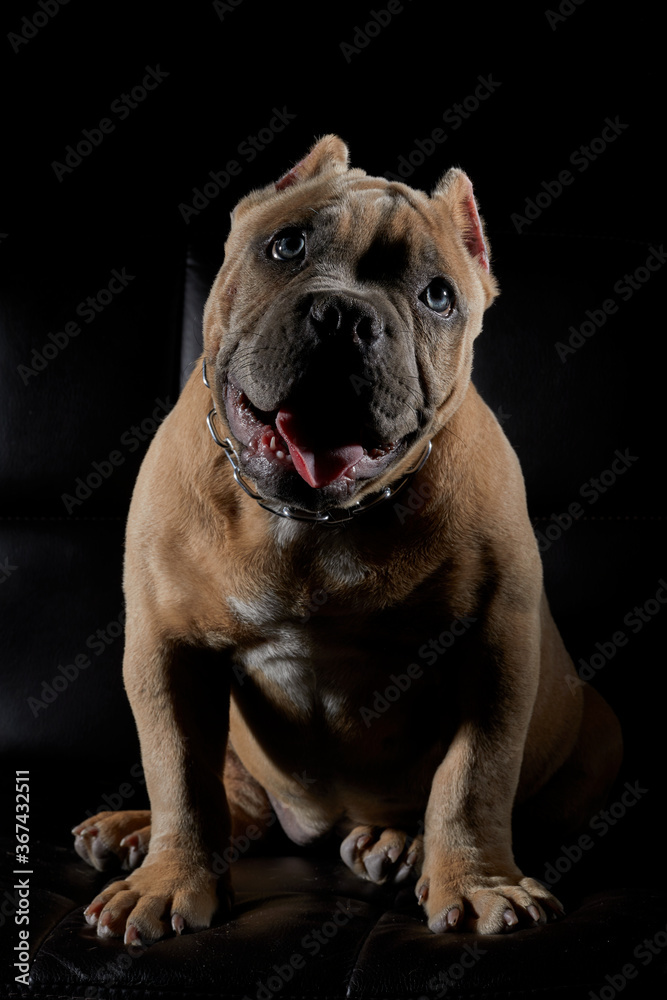 Perro cachorro american bully sentado y irando a la camara en sesion de  estudio con un fondo negro Stock 写真 | Adobe Stock