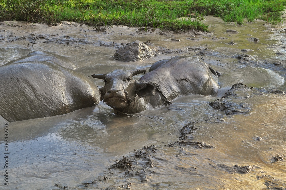 Buffalo bathed in mud puddles. Livestock of buffalo in Indonesia. Animal background Buffalo bathed in mud puddles. Livestock of buffalo in Indonesia. Animal background