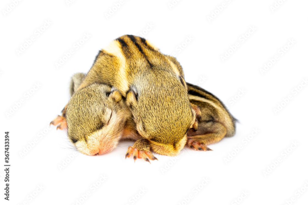 Baby himalayan striped squirrel or Baby burmese striped squirrel(Tamiops mcclellandii) on white background. Wild Animals.