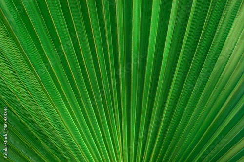Large palm leaf.