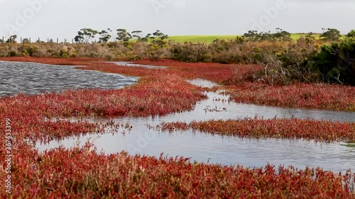 Scenes from a coastal tidal marsh dominated by Sarcocornia  during high tide in Victoria, Australia photo