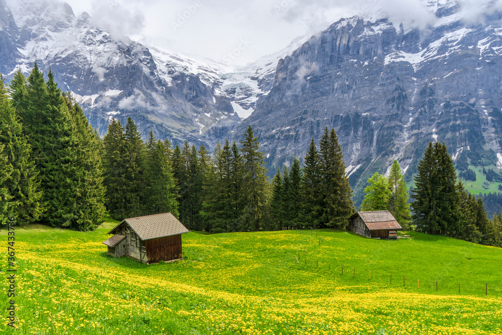 Mountain huts in a field with flowers 