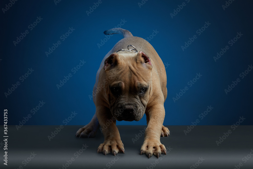 cachorro american bully color cafe, en sesion de fotos de estudio con  diferentes poses y un fondo de color azul foto de Stock | Adobe Stock