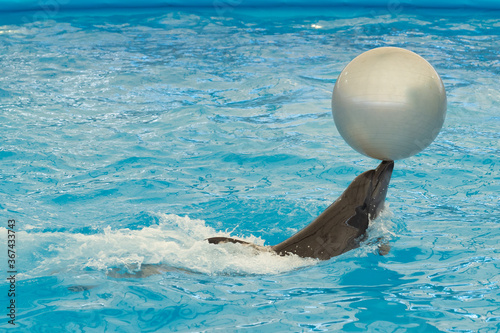 Bottlenose dolphin with ball during performance.