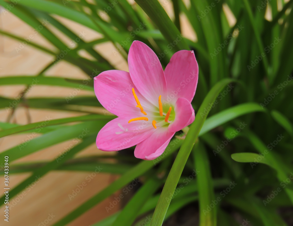 Zephyranthes rosea, commonly known as the Cuban zephyrlily, rosy rain lily, rose fairy lily, rose zephyr lily or the pink rain lily. They are cultivated as ornamental plants.
