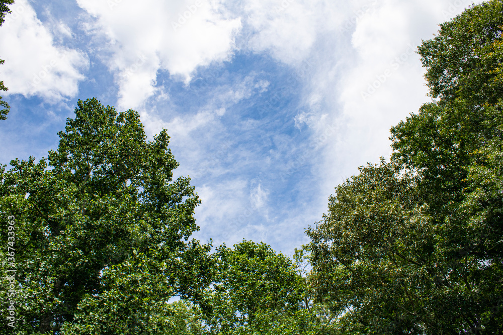 Trees and clouds