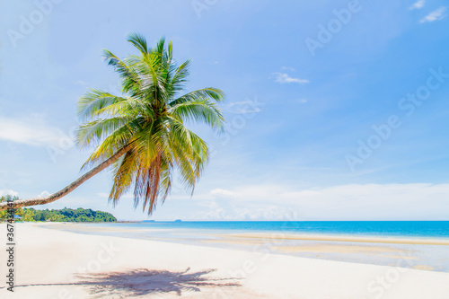 Fototapeta Naklejka Na Ścianę i Meble -  Coconut Palm tree on white sandy beach
