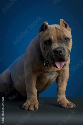 Perro american bully color cafe, sentado sobre una superficie gris y un fondo azul, con una mirada tierna y mirando a la camara