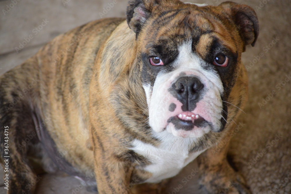 Bulldog grins at person in distance Bulldog grins at person in distance