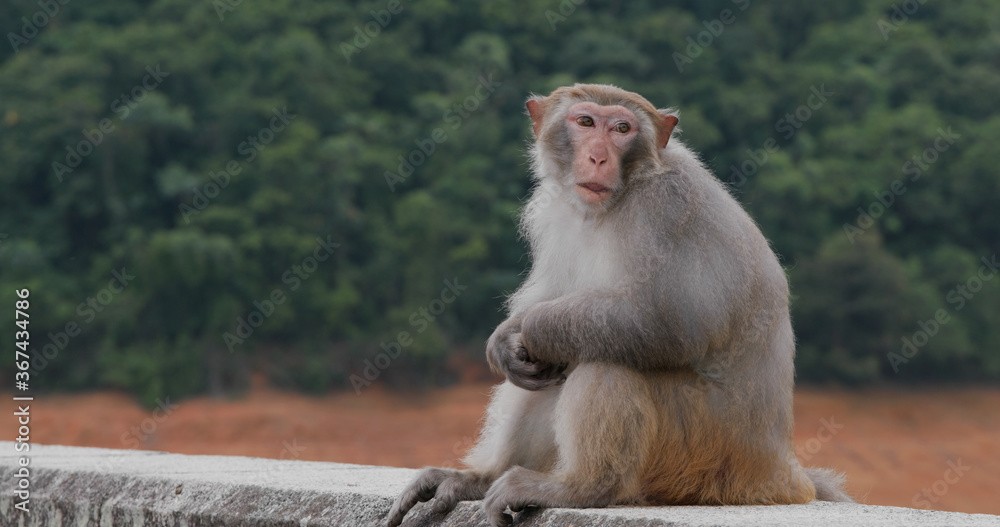 Fototapeta premium Wild monkey in the forest