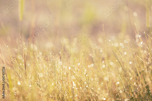 Morning dew on meadow grass. Shallow depth of field, bokeh. Abstract natural background.
