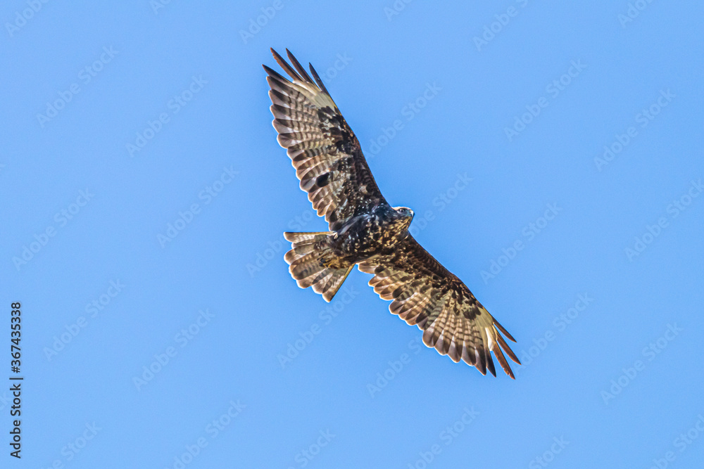 Fototapeta premium osprey in flight