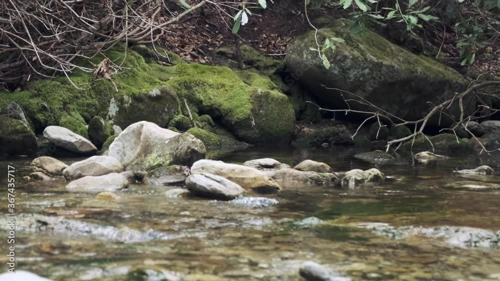 Moss covered river edge rocks by clear fresh water shallow stream in majestic landscape scene, handheld low vantage zoom out Moss covered river edge rocks by clear fresh water shallow stream in majestic landscape scene, handheld low vantage zoom out