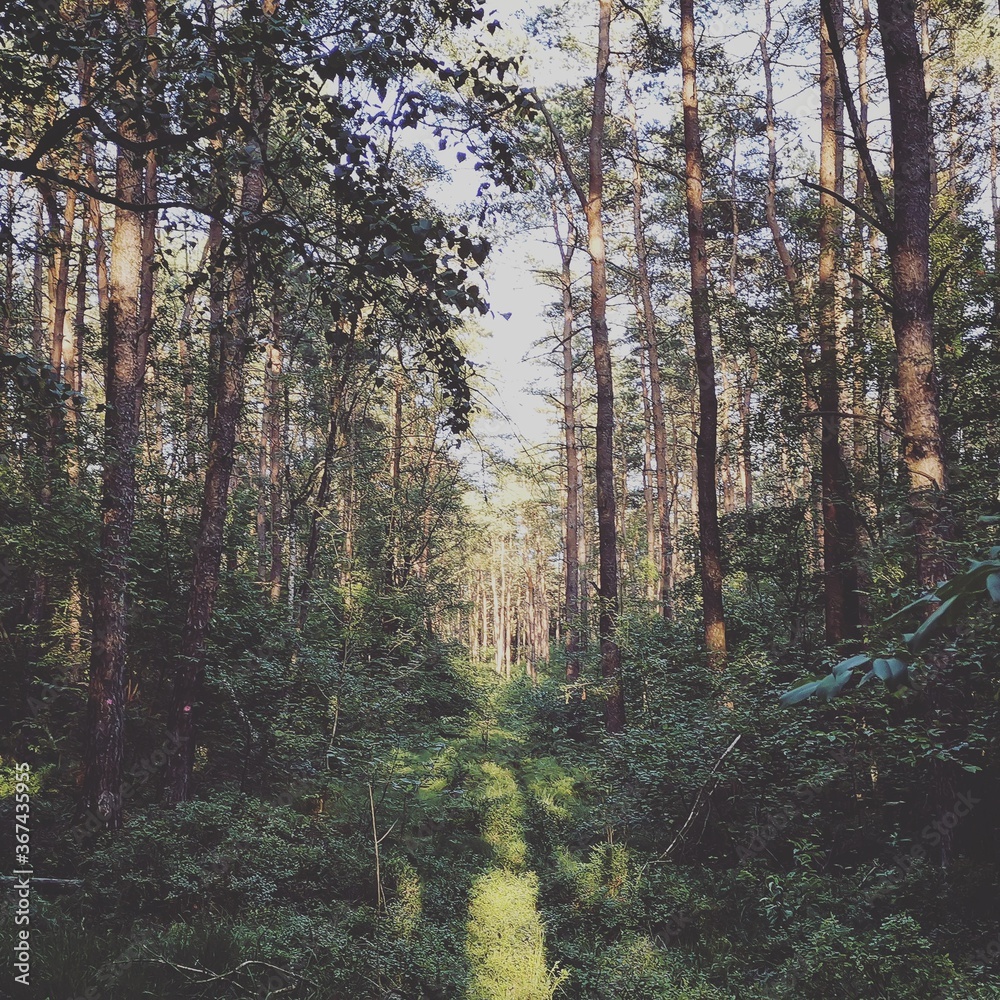 Fototapeta premium autumn in the woods