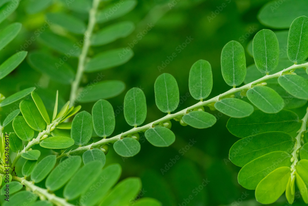 Phyllanthus niruri herb plant and other name, Seed-under-leaf ...