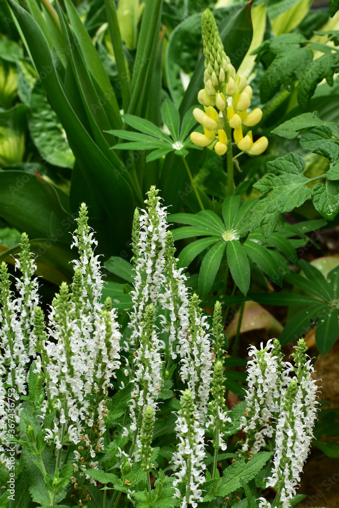 Obraz premium 白いサルビアと黄色いルピナス