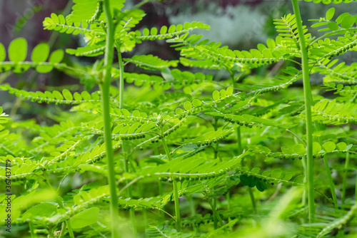 Phyllanthus niruri herb plant and other name, Seed-under-leaf, Phyllanthus amarus Schumach & Thonn. photo