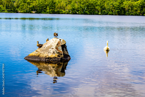 Ducks on the lake