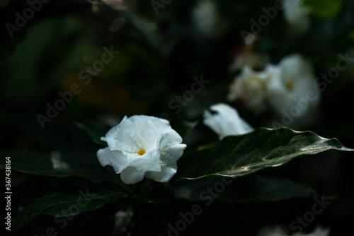 gardenia jasminoides white big flower and green leaf.