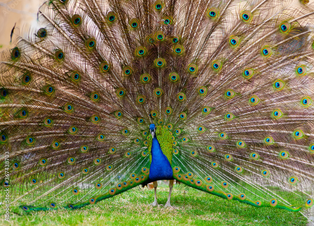 Obraz premium Adult Male Peacock Displaying Colorful Feathers standing on grass