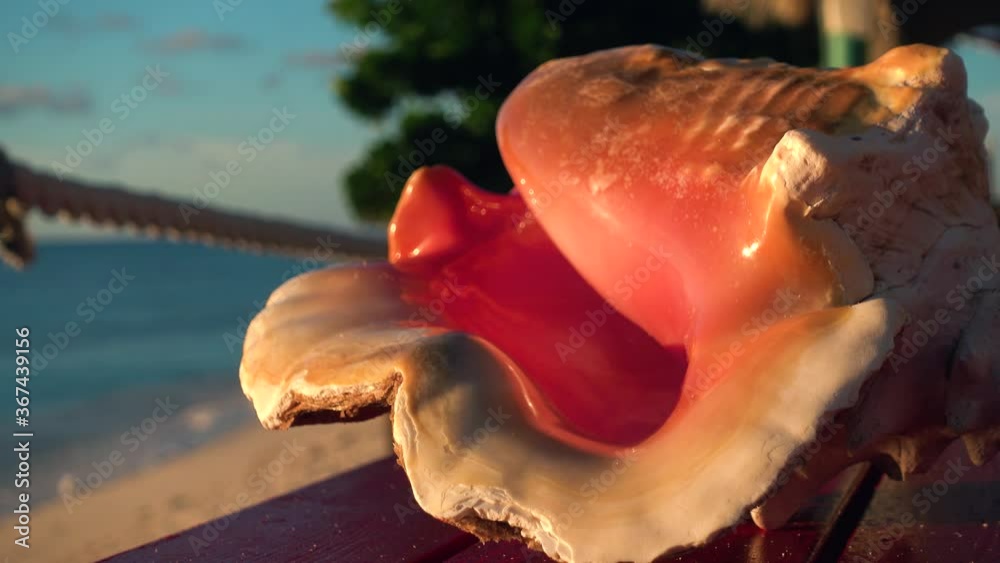 Beautiful pink conch shell on a beach in Grand Turk during sunset - Turks & Caicos Islands