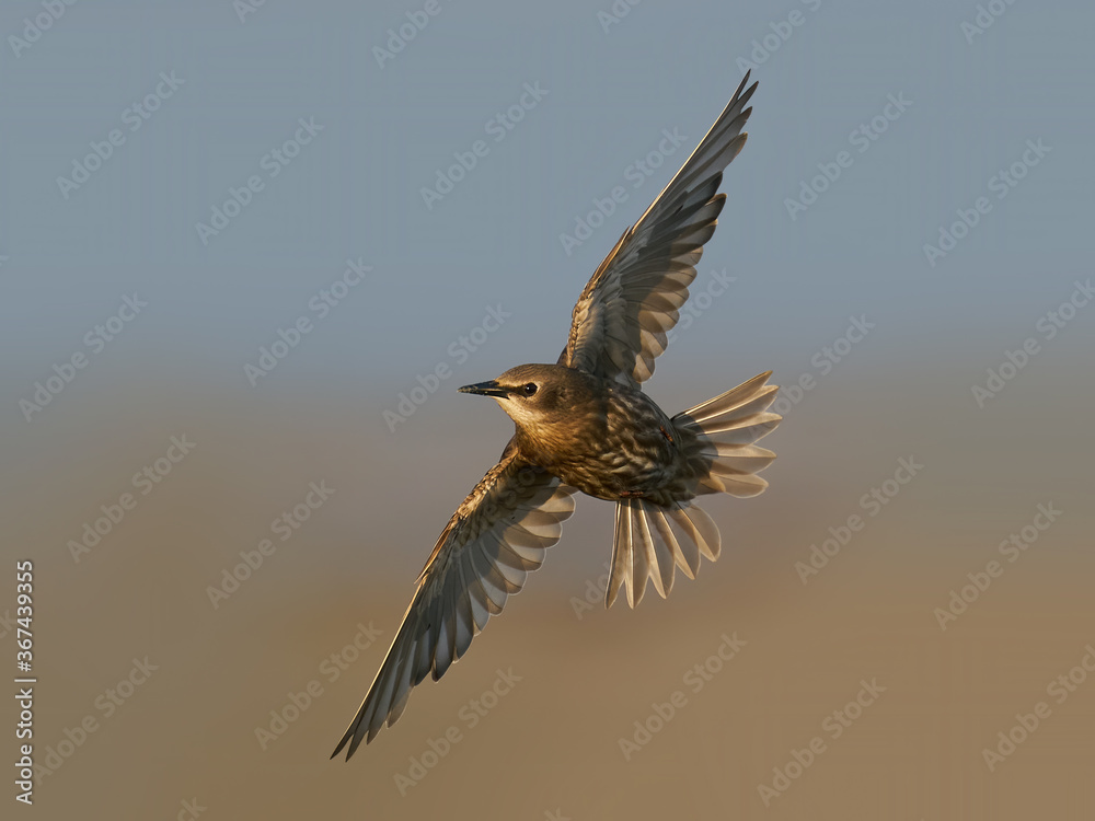 Common starling (Sturnus vulgaris) juvenile Common starling (Sturnus vulgaris) juvenile