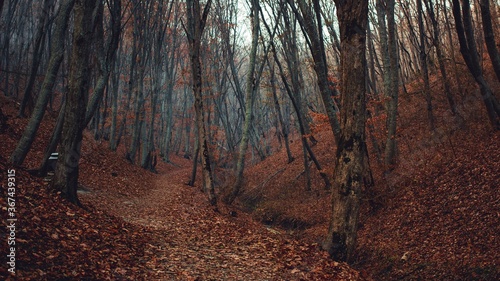 autumn in the forest