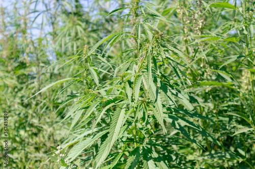 Wild hemp field in the village. Alternative medicine and legalization of hemp concept.