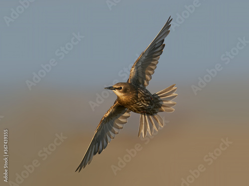 Common starling (Sturnus vulgaris) juvenile © dennisjacobsen