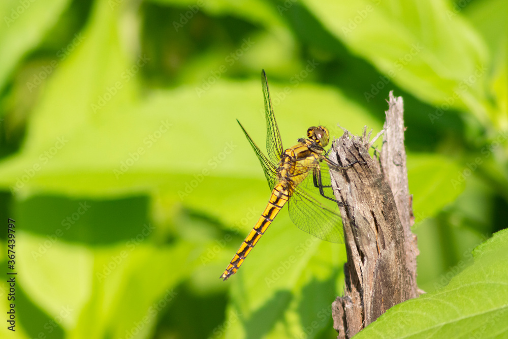 Big yellow Dragonfly hold on dry branch Close up. Dragonfly in the nature habitat. Beautiful nature scene with dragonfly outdoor. a background wallpaper. copy space and place for text. Big yellow Dragonfly hold on dry branch Close up. Dragonfly in the nature habitat. Beautiful nature scene with dragonfly outdoor. a background wallpaper. copy space and place for text.