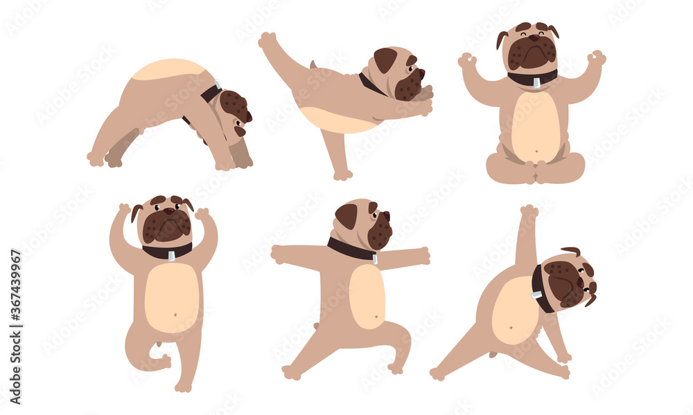 Funny French Bulldog Doing Yoga Set, Cute Dog Performing Physical Exercises Cartoon Style Vector Illustration