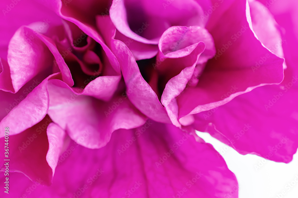 macro photo of a pink lace Petunia flower
