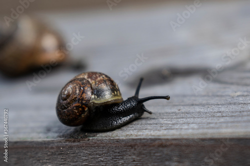 A snail in a shell with horns crawls on a wooden surface. © Artem
