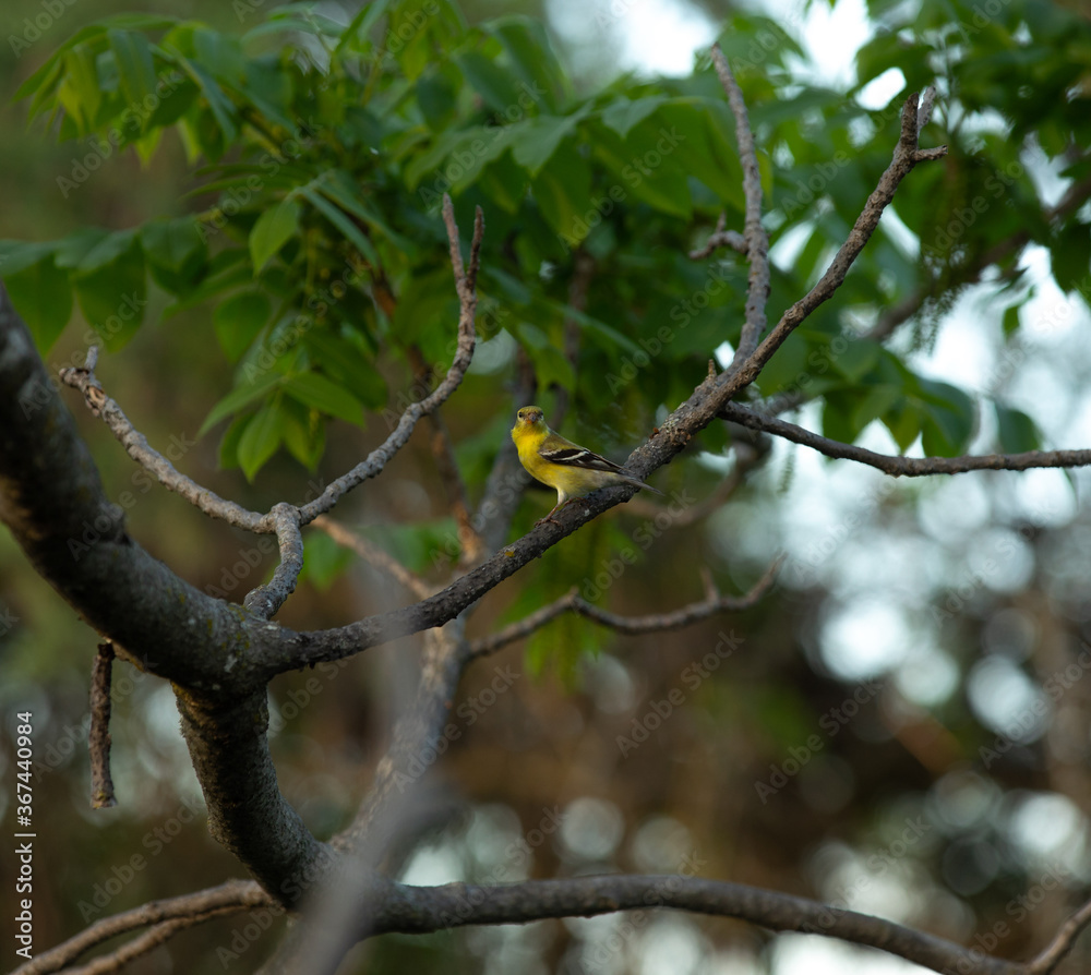 Portrait of a female American Goldfinch sitting on a tree branch. Portrait of a female American Goldfinch sitting on a tree branch.