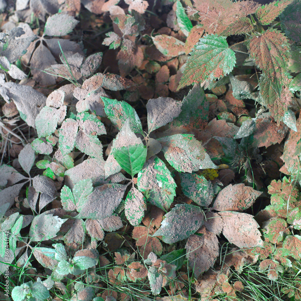 Plants covered with dust Plants covered with dust