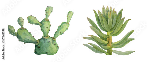Set watercolor hand-drawn green succulent cotyledon and opuntia home plant isolated on white background. Art creative nature object for card, sticker, wallpaper, textile, wrapping, florist